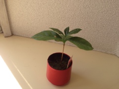 20120507-084845.jpg